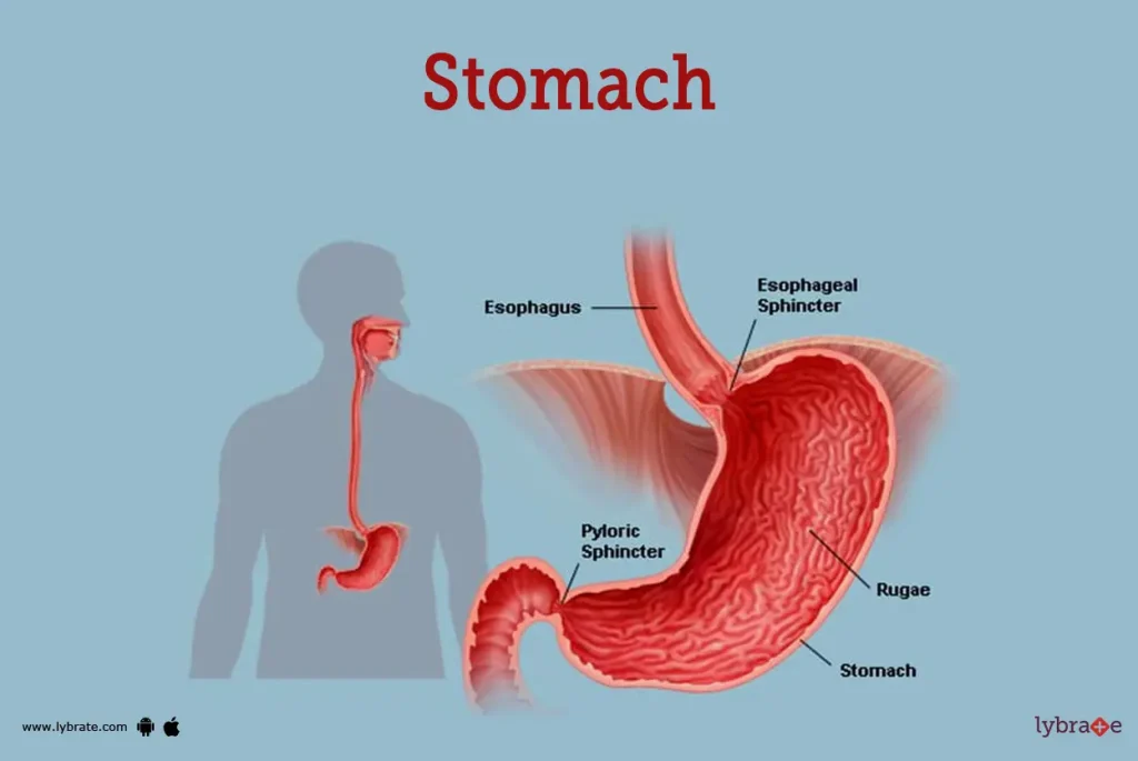 Apa Kesalahan dalam Menggunakan Stomach, Belly, dan Tummy